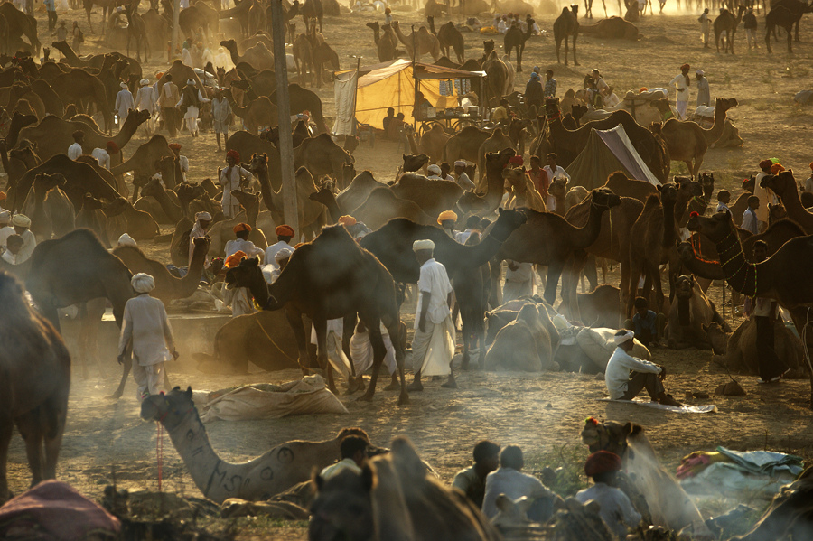 Pushkar fair