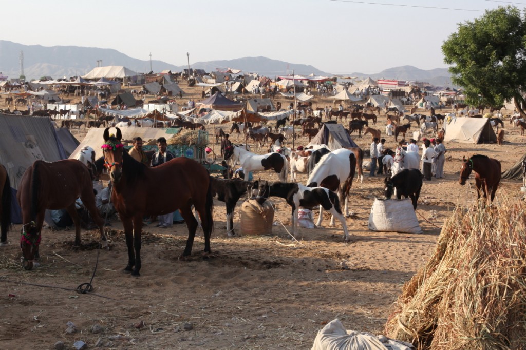 camel fair pushkar