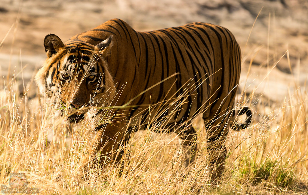 tigre ranthambhore