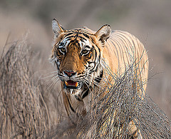 tigre en inde