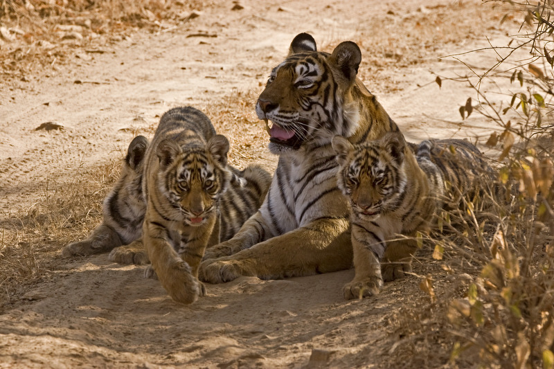 tigre en inde