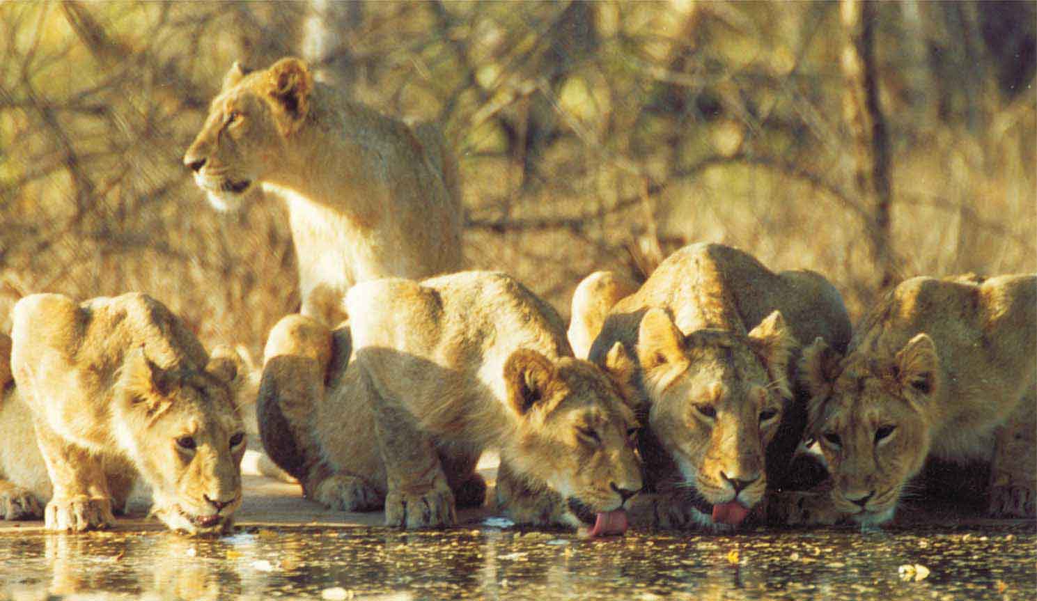 lion-family