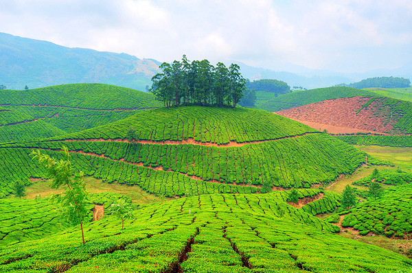 Munnar en Inde  | Jodhpur voyage