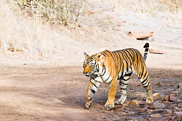 Tigre Sauvage_jodhpurvoyage