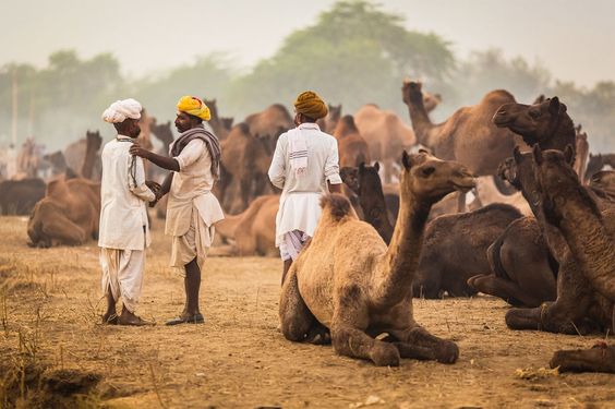 foire de pushkar inde