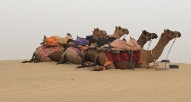 Voyage au Ladakh et Rajasthan