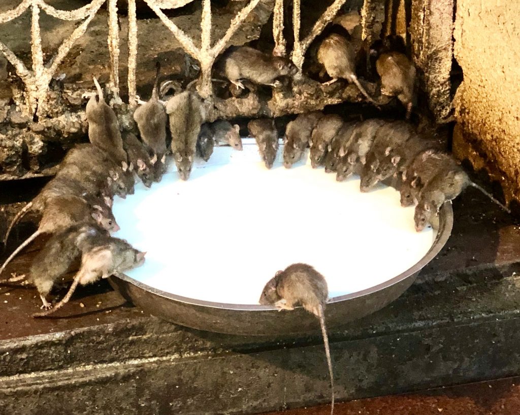 Temple des rats a Bikaner