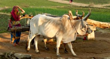 Voyage au Rajasthan Hors des sentiers battus