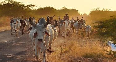 Le Circuit de Gujarat : vie rurale et vie sauvage