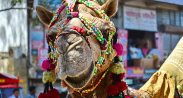 Le Circuit de Gujarat : vie rurale et vie sauvage