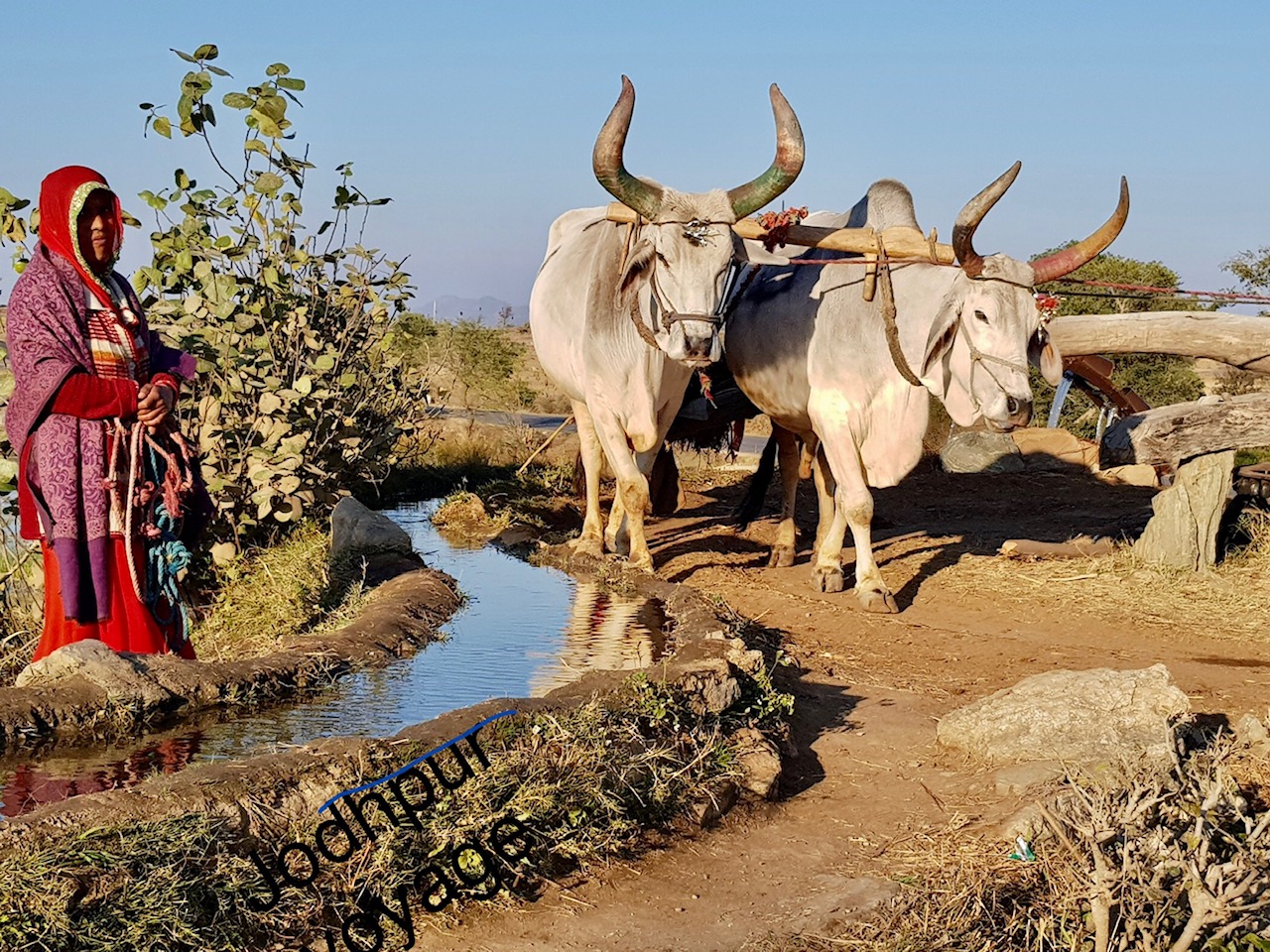 voyage au rajasthan