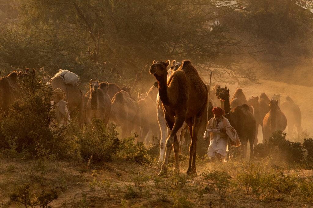 foire aux chameaux Pushkar Inde