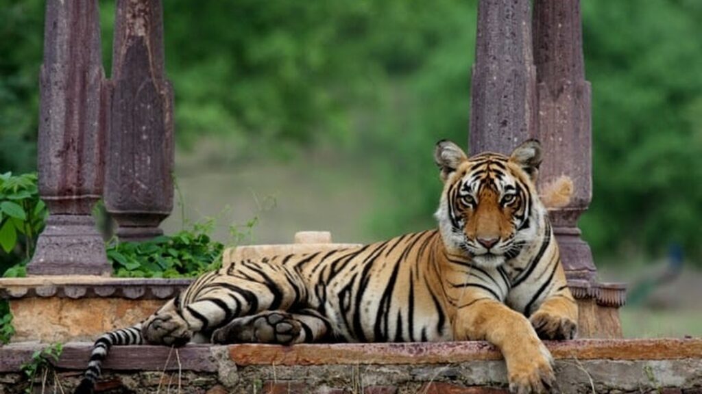 ranthambhore voyage, tigre en inde